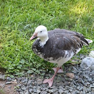 Bird House - Snow Goose