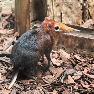 Small Mammal House - Black & Rufous Elephant Shrew