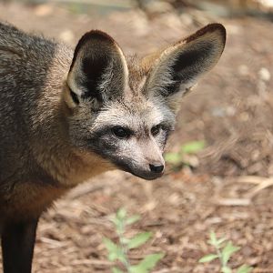 Great Cats - Bat-Eared Fox "Ziggy"