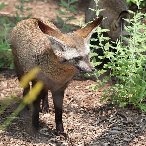 Great Cats - Bat-Eared Fox "Lando"