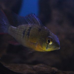 Bolivian ram (Mikrogeophagus altispinosus)