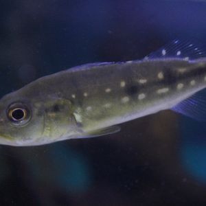 Spotted peacock bass (Cichla pinima)