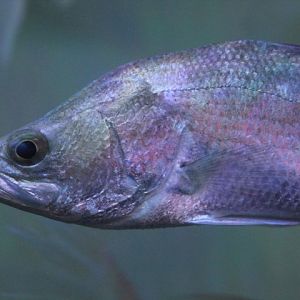 Barramundi (Lates calcarifer)