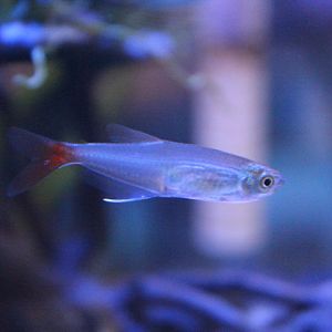Glass bloodfin tetra (Prionobrama filigera)