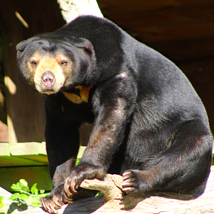 Sun Bear