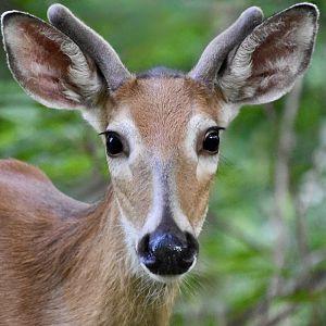 Northern White-Tailed Deer (Odocoileus virginianus borealis) male