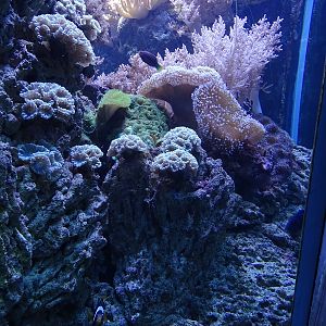 Coral reef tank (species list in description)