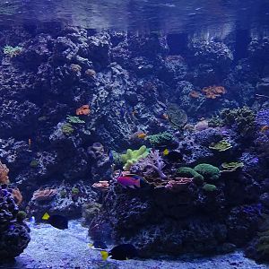 Coral reef tank (species list in description)