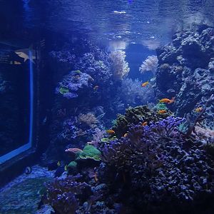 Coral reef tank (species list in description)