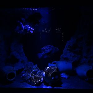 Tank for stonefish, lion fish and laced moray