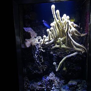 Mixed species tank (species list in description)