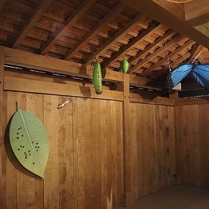 Butterfly lifecycle models in the Asian greenhouse, 2025-06-03