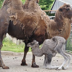 Domestic Bactrian camel (Camelus bactrianus) with calf, 2025-06-03