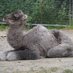 Domestic Bactrian camel (Camelus bactrianus) calf born May 26th, 2025, 2025-06-03
