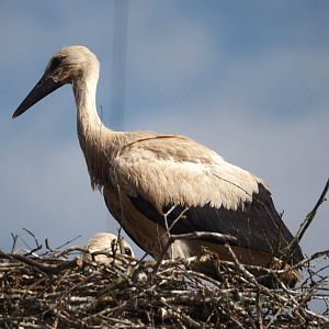 Juvenile European white stork (Ciconia ciconia), 2025-06-03