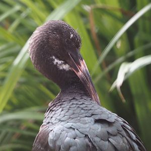 Juvenile Glossy ibis (Plegadis falcinellus), 2025-06-03
