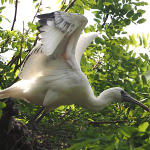 African spoonbill (Platalea alba) fledgling, 2025-06-03