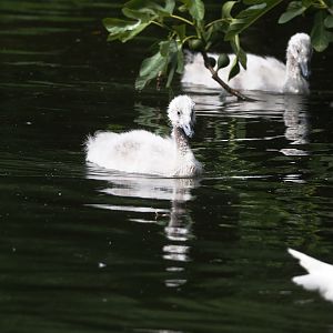 Black-necked swan (Cygnus melancoryphus) cygnet, 2025-06-03