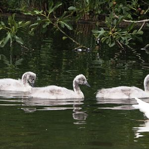 Black-necked swan (Cygnus melancoryphus) cygnets, 2025-06-03