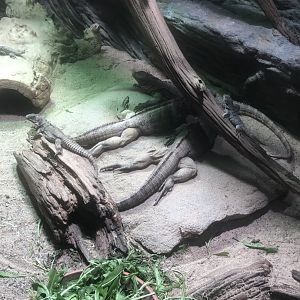 Cuban Rock Iguana/Oaxacan Spiny-tailed Iguana/Northern Curly-tailed Lizard