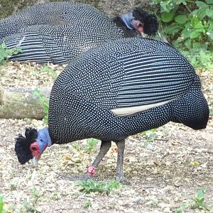 Crested guinea fowl (Guttera sp.)