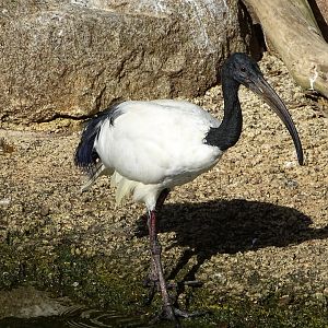 African sacred ibis (Threskiornis aethiopicus)