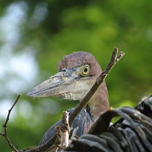 Goliath heron (Ardea goliath)