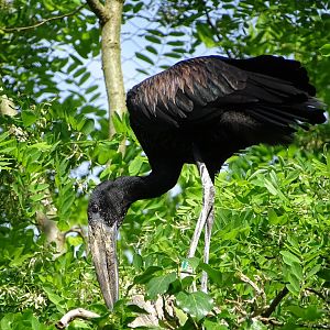 African openbill (Anastomus lamelligerus)