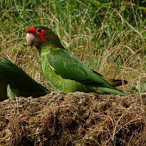 Mitred parakeet (Psittacara mitratus)