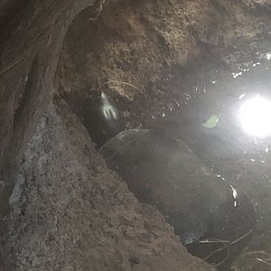 Elseya novaeguineae?