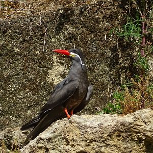 Inca tern (Larosterna inca)