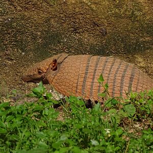 Six-banded armadillo (Euphractus sexcinctus)