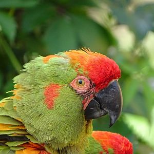 red-fronted macaw (Ara rubrogenys)