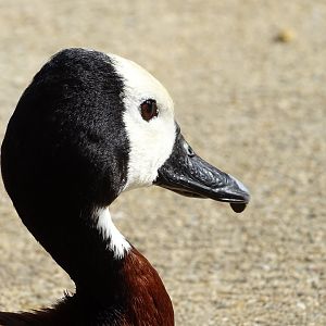 White-faced whistling duck (Dendrocygna viduata)