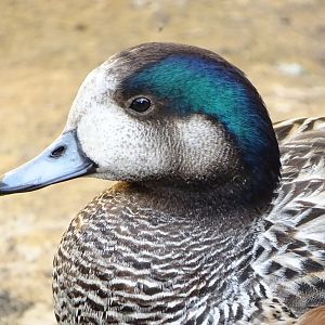 Chiloé wigeon (Mareca sibilatrix)
