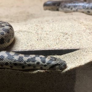 Tartar Sand Boa (Eryx tataricus)