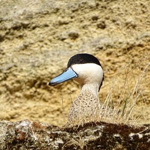 Puna teal (Spatula puna)