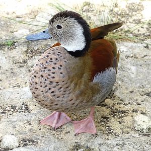 Ringed teal (Callonetta leucophrys)