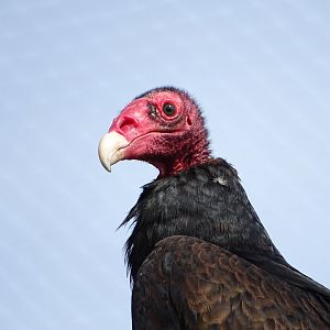 Turkey vulture (Cathartes aura)