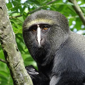 Hamlyn's monkey (Cercopithecus hamlyni)
