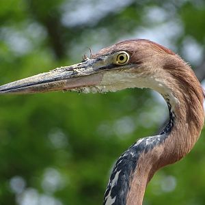 Goliath heron (Ardea goliath)