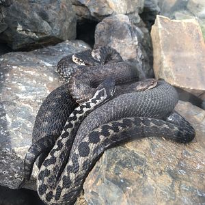 Northern Viper (Vipera berus)