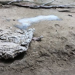 Phrynocephalus mystaceus(?)