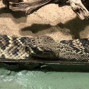 Eastern Diamondback Rattlesnake (Crotalus adamanteus)