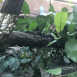 Crocodile Monitor (Varanus salvadorii)