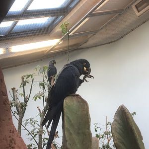 Lear’s Macaw (Anodorhynchus leari)