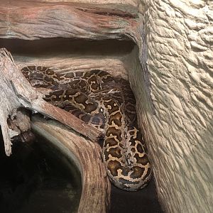 Sri Lankan Rock Python (Python molurus pimbara)