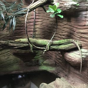 Quince Monitor (Varanus melinus)