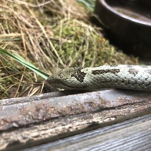 Smooth Snake (Coronella austriaca)
