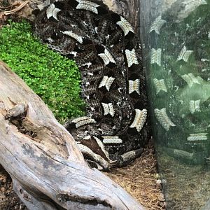 Rhinoceros Viper (Bitis nasicornis)